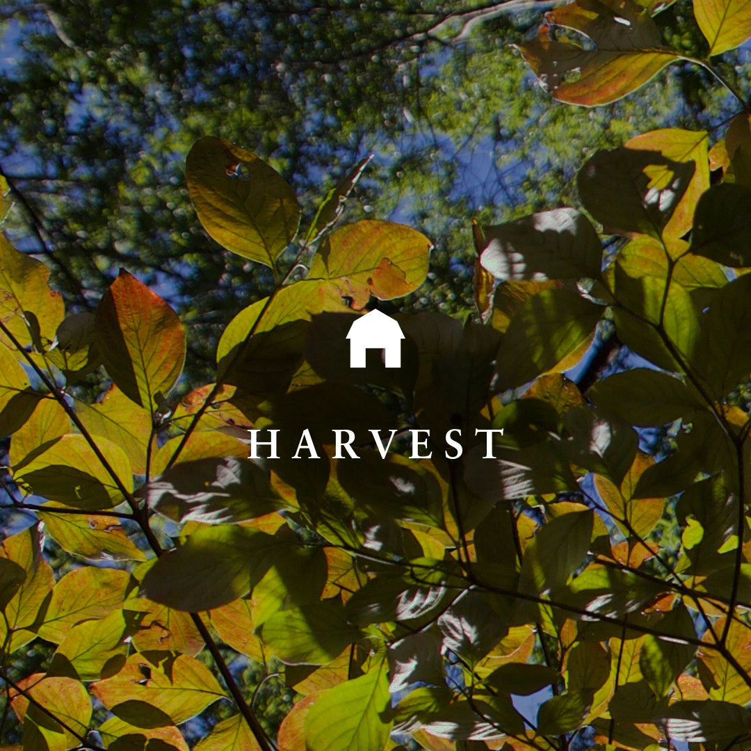 Harvest